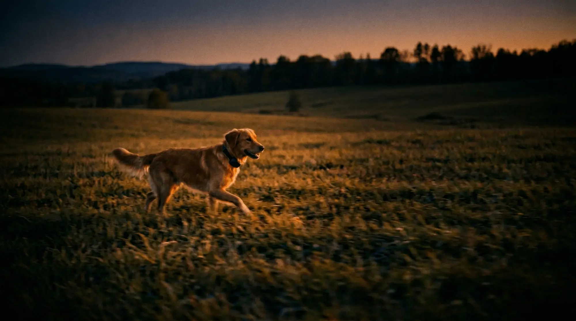 Golden retriever running in countryside — lost pet recovery guide