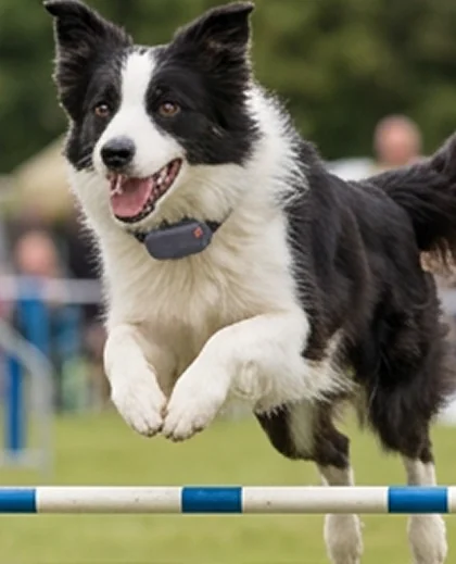 Border collie with dog ID tag