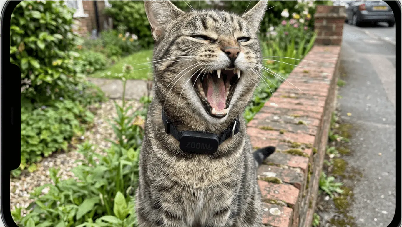 Cat yawning in garden wearing Zoomi tag