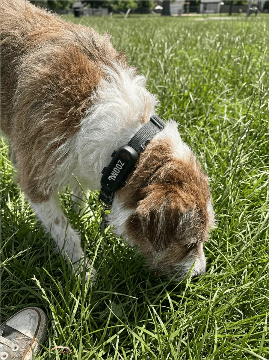 Dog sniffing grass wearing Zoomi tag