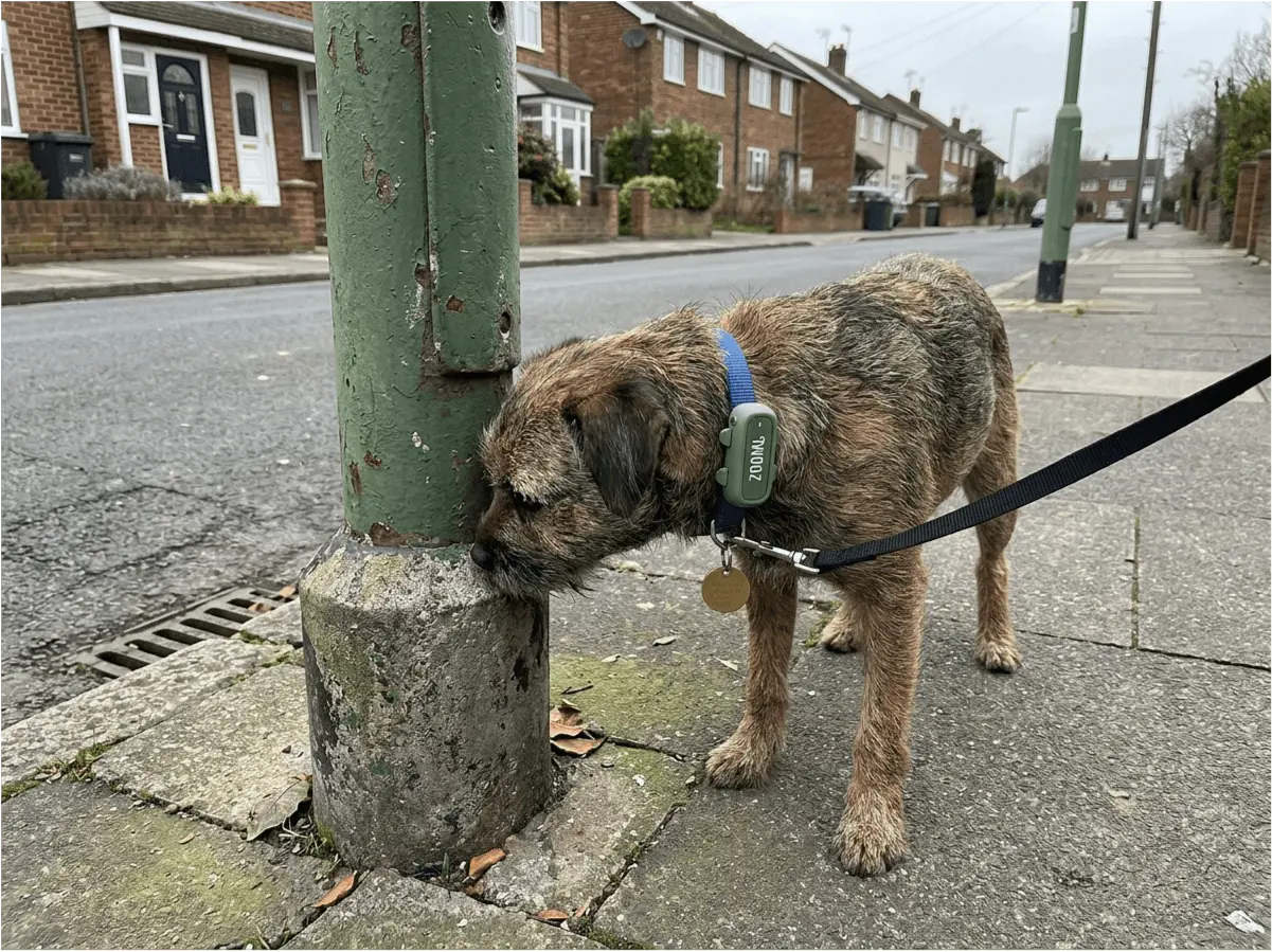 Dog sniffing on street wearing Zoomi tag
