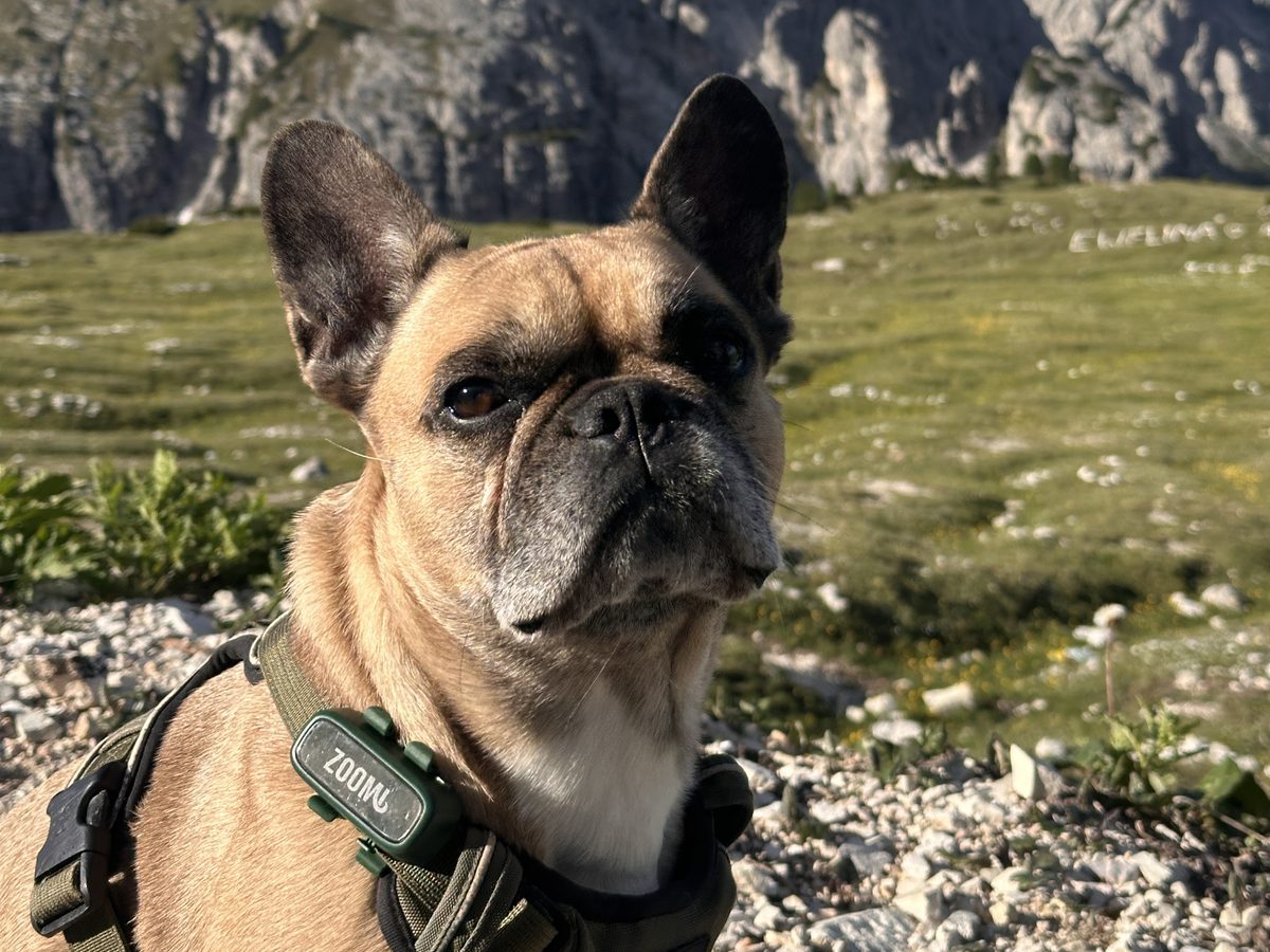 Toby, a fawn French Bulldog wearing a green ZoomiTag, in an alpine meadow below the spires of the Dolomites