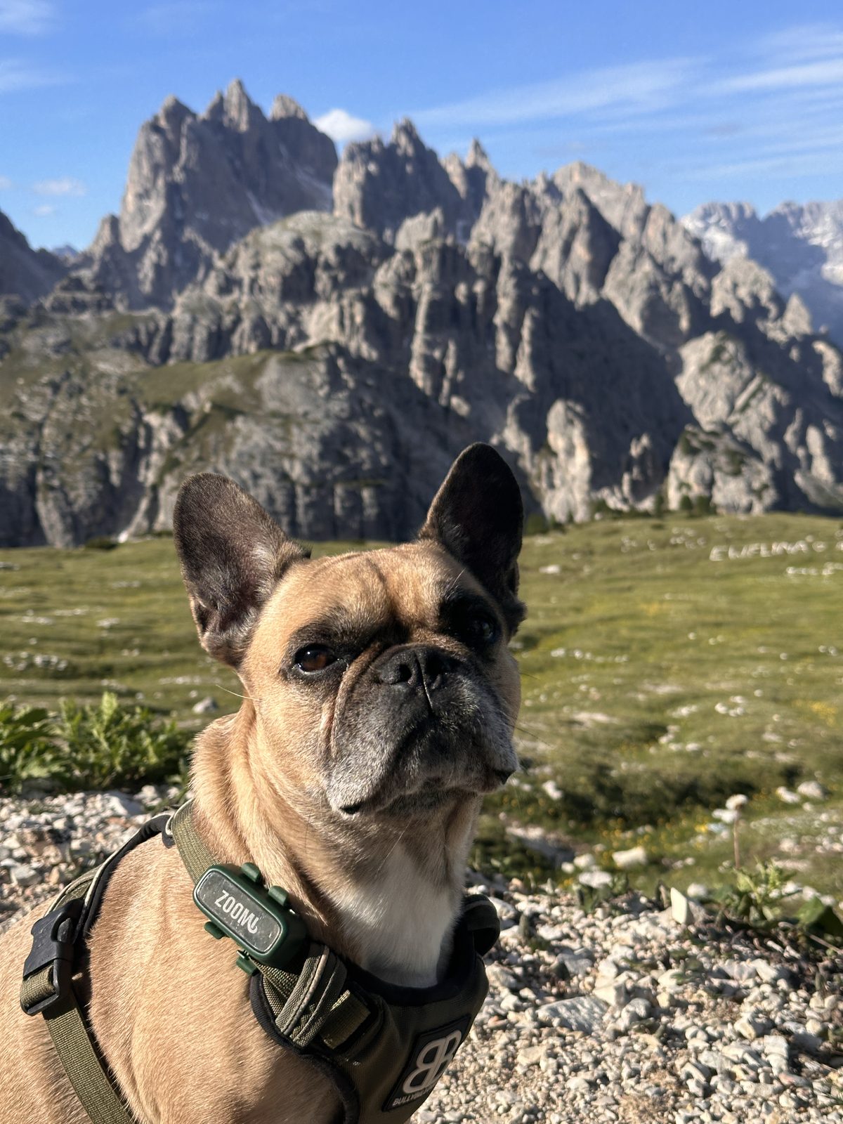 Toby, a fawn French Bulldog wearing a green ZoomiTag on an olive harness, sitting in an alpine meadow with the jagged spires of the Dolomites rising behind her.
